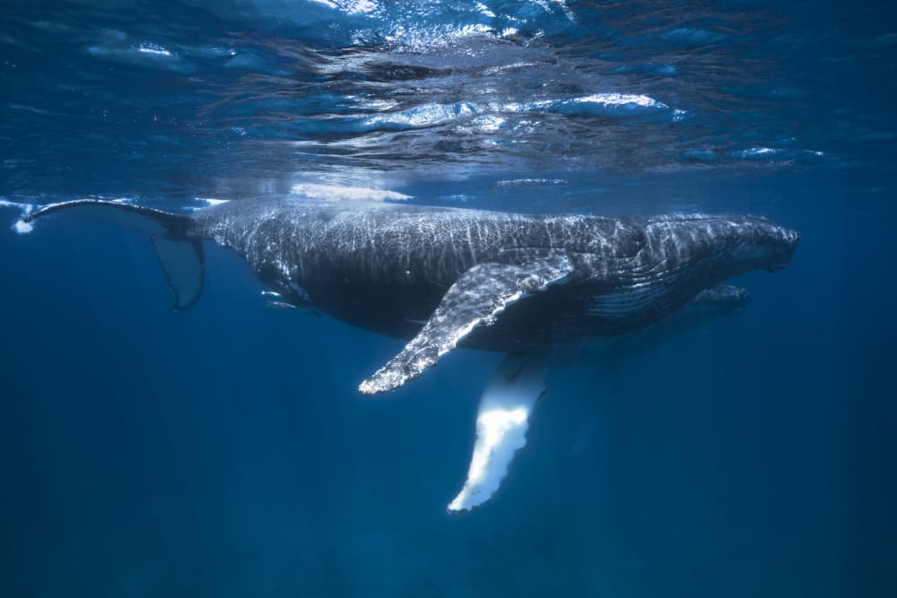 Majestic Humpback Blue by Barathieu Gabriel — canvas wall art