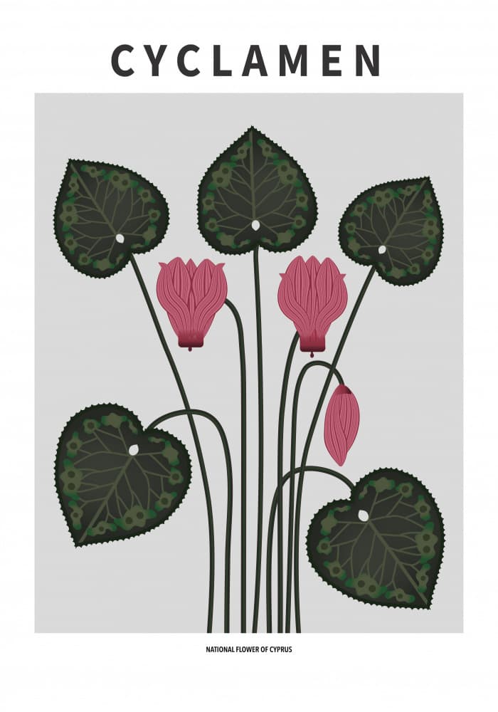 Cyprus Cyclamen Flowers by Paperago — canvas wall art