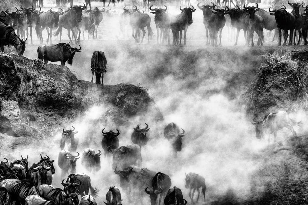 Wildebeest Great Migration by Mohammed Alnaser — canvas wall art