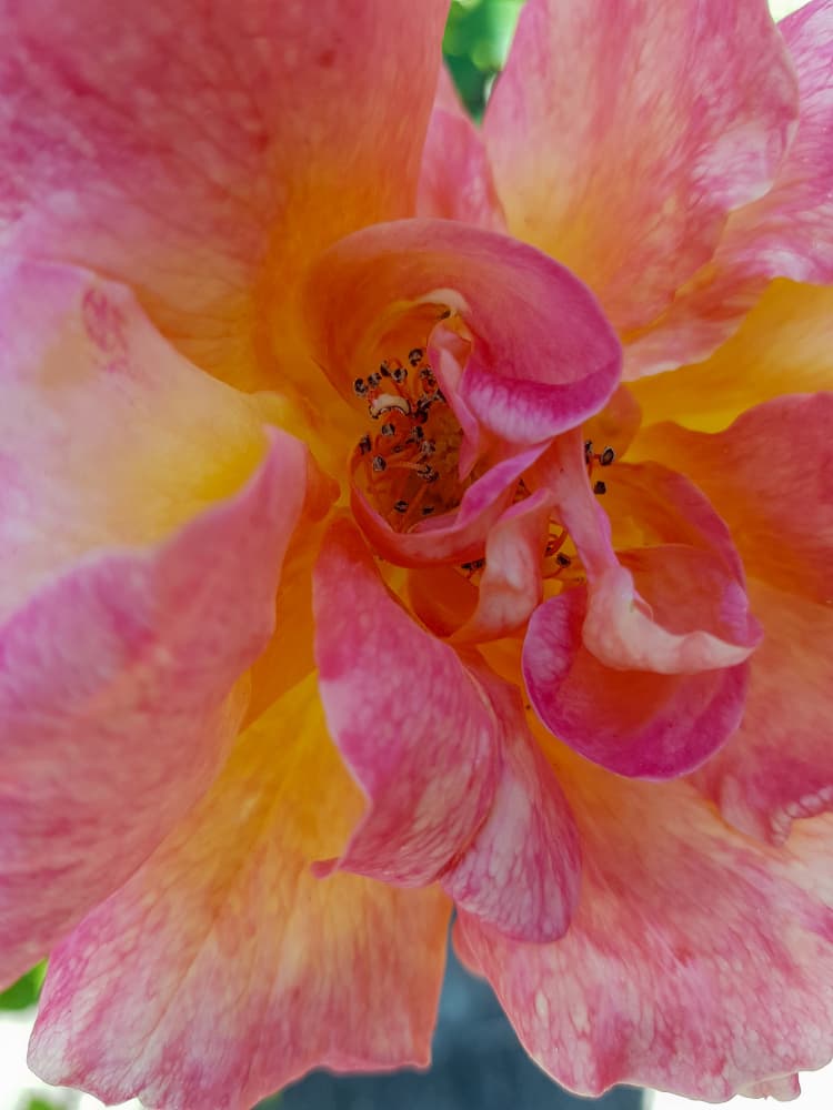 Vibrant Rose Bloom by Olea Huuska — canvas wall art