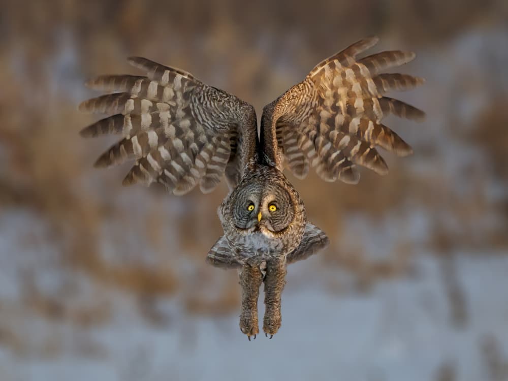Winter Owl Hunter by Jacob (Jian) Xu — canvas wall art
