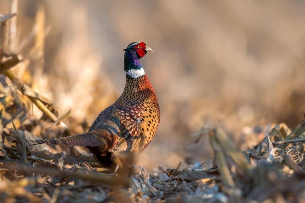 Pheasant In Golden Light by Nick Kalathas — canvas wall art