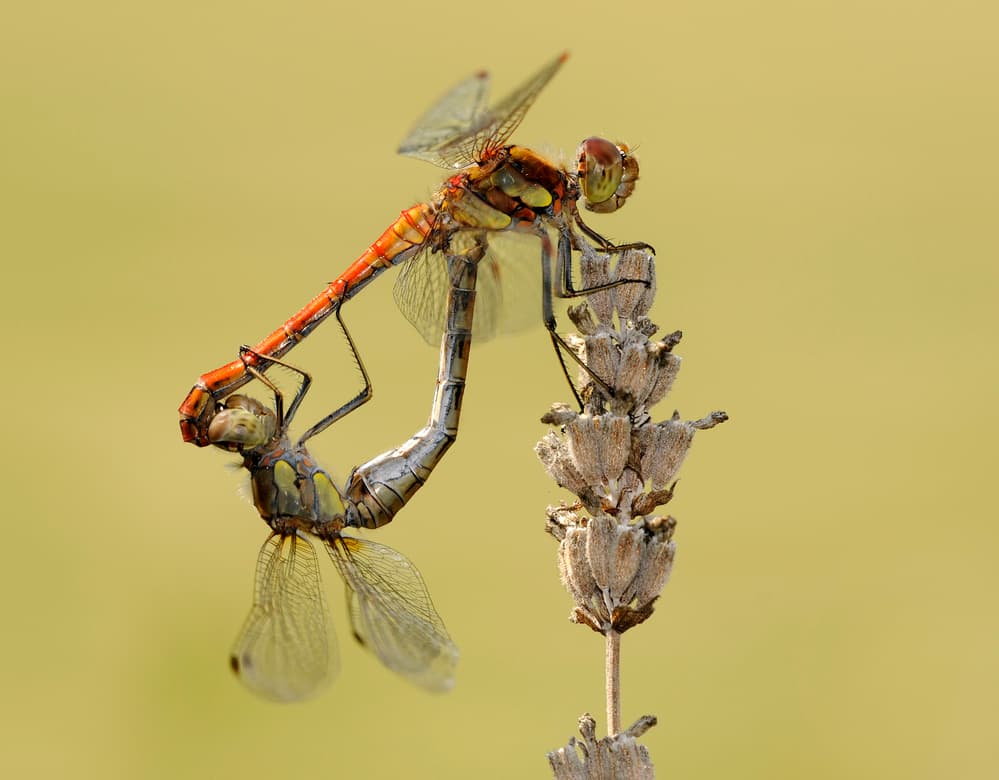 Summer Dragonfly Embrace by Lou Urlings — canvas wall art