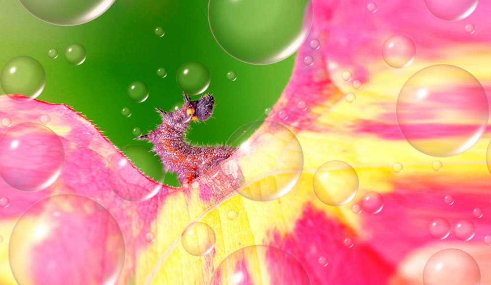 Furry Caterpillar Bubbles by Thierry Dufour — canvas wall art