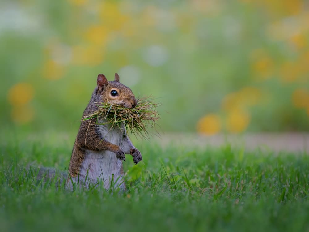 Nesting Squirrel by Jacob (Jian) Xu — canvas wall art