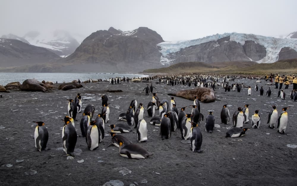 King Penguins Glacier Beach by Raymond Ren Rong Liu — canvas wall art