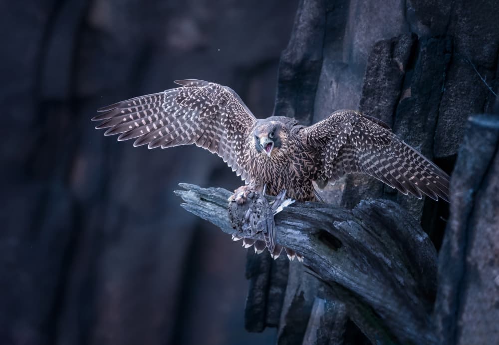 Fierce Falcon With Catch by Tao Huang — canvas wall art
