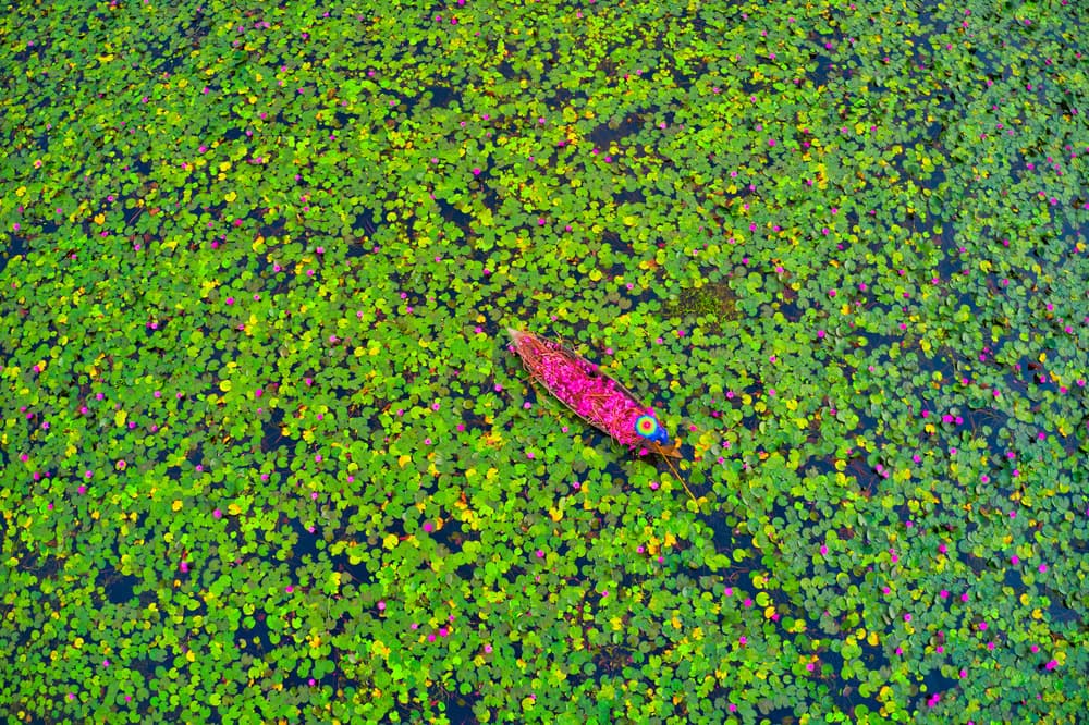 Vibrant Boat Lotus Pond by Azim Khan Ronnie — canvas wall art
