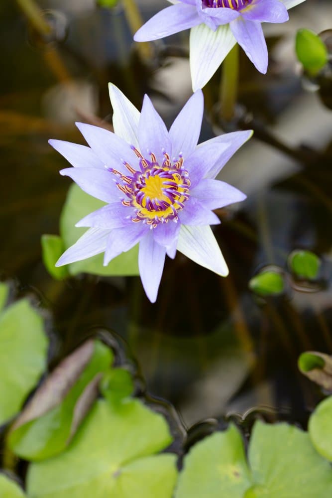 Purple Water Lily Bloom by Pictufy Studio III — canvas wall art