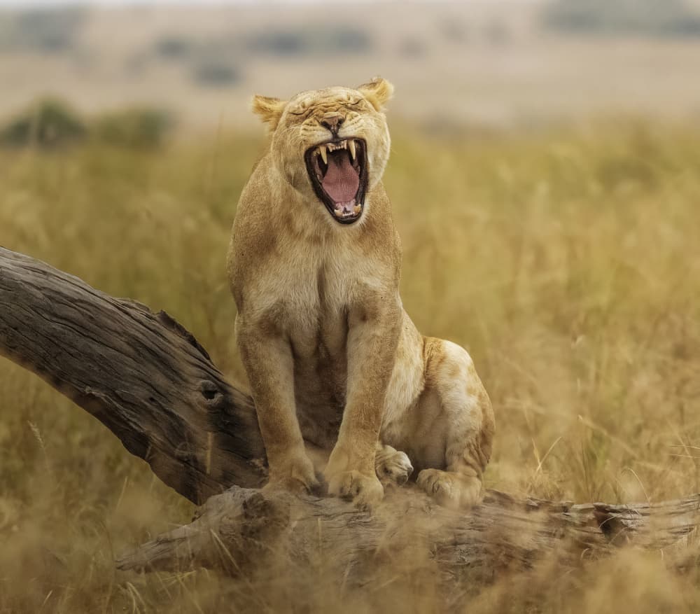 Majestic Lioness Yawn by Judy Tseng — canvas wall art