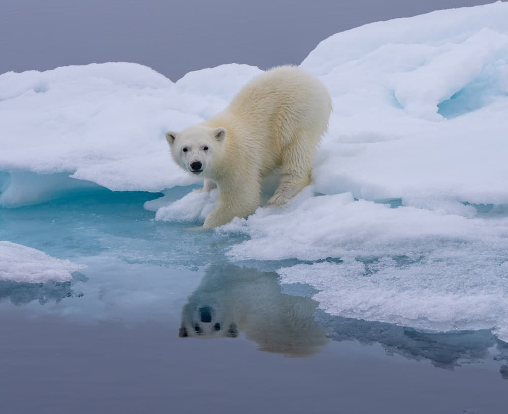 Arctic Bear Reflection by Manish Nagpal — canvas wall art