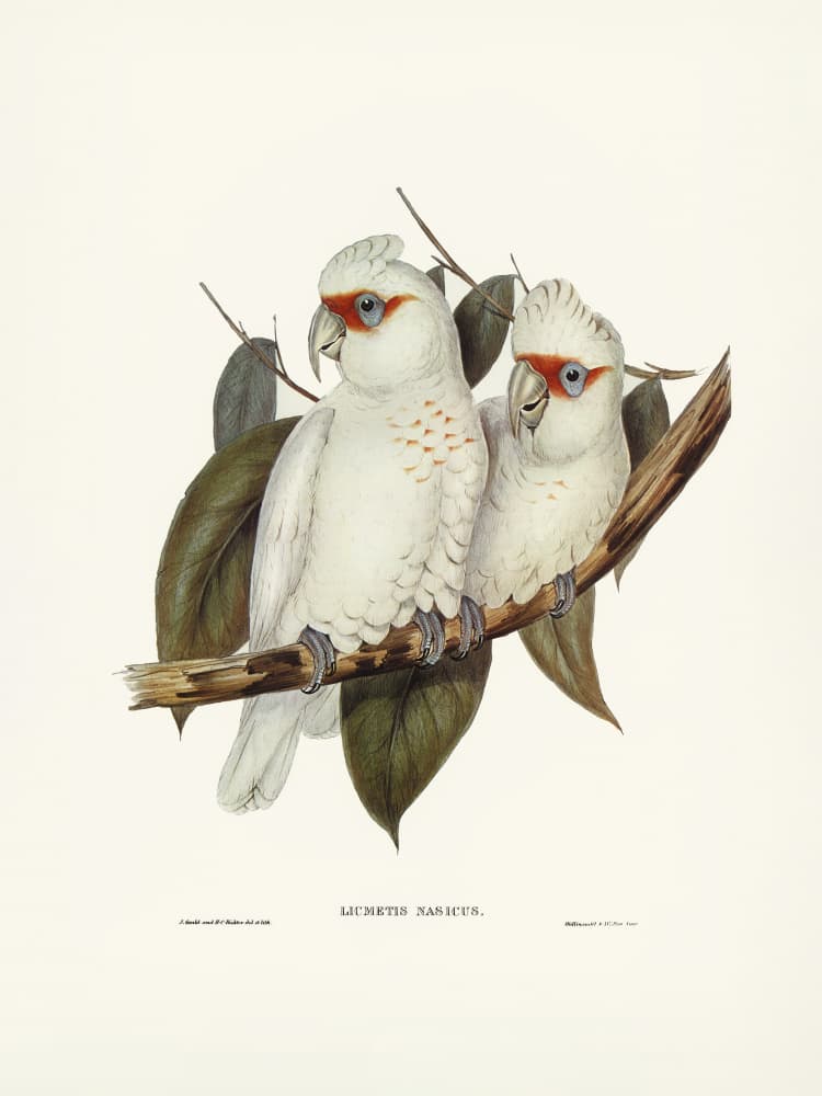 Long Billed Cockatoo by Elizabeth and John Gould — canvas wall art