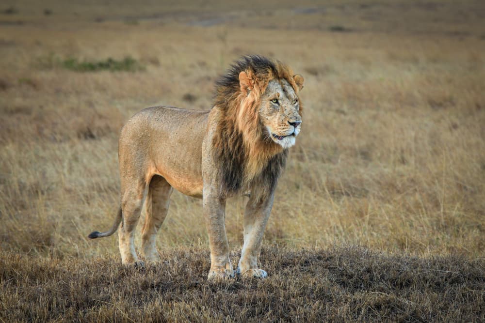 King of the Savanna by Jeffrey C. Sink — canvas wall art