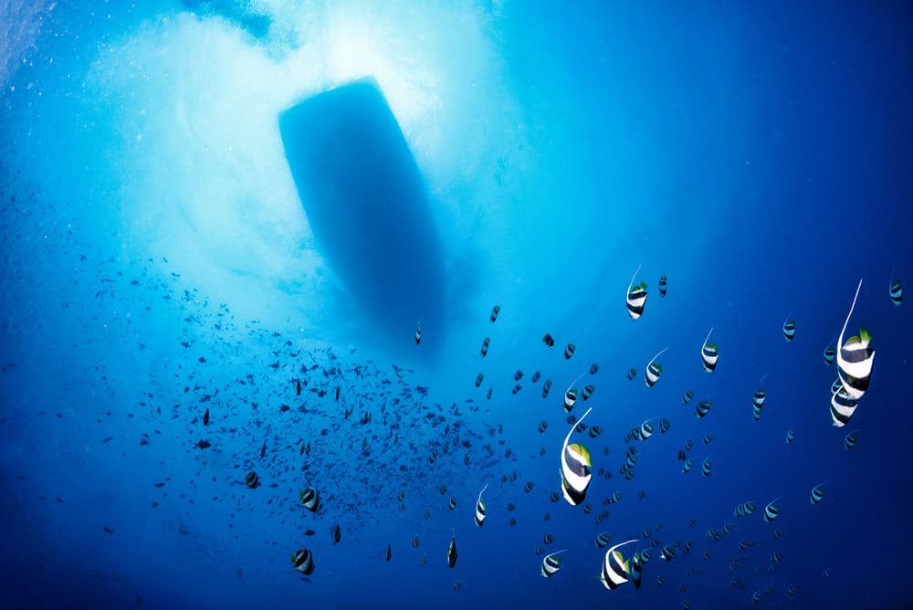 Sunlit Underwater School by Roberto Marchegiani — canvas wall art