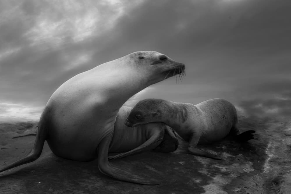 Serene Seal Bond by Krystina Wisniowska — canvas wall art