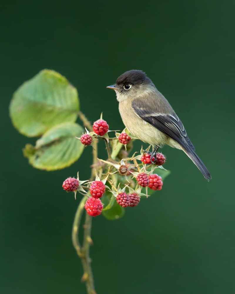 Wild Bird on Raspberry Branch by Milan Zygmunt — canvas wall art
