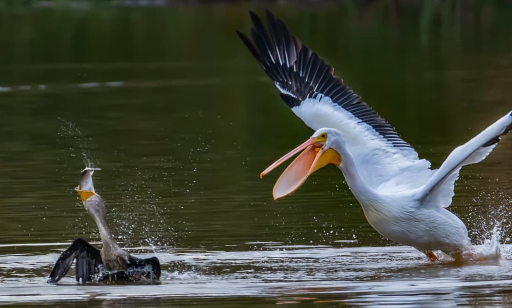 Water Birds Action by Jiahong Zeng — canvas wall art