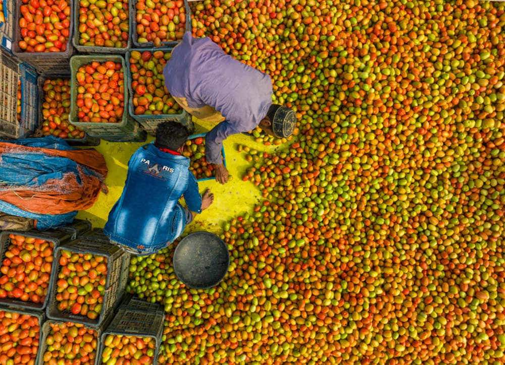 Tomato Harvest Market by Azim Khan Ronnie — canvas wall art