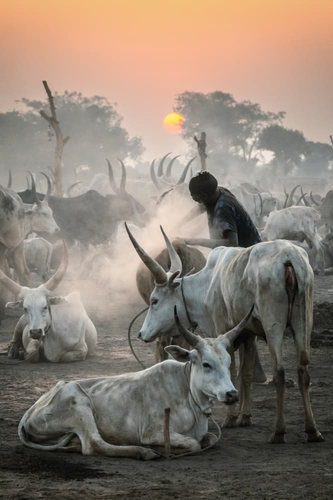 Dusty Cattle Sunset by Trevor Cole — canvas wall art