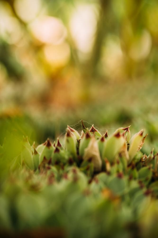 Delicate Green Succulent by Javier Pardina — canvas wall art