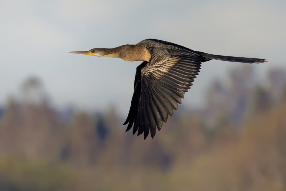 Anhinga In Flight by Linda D Lester — canvas wall art