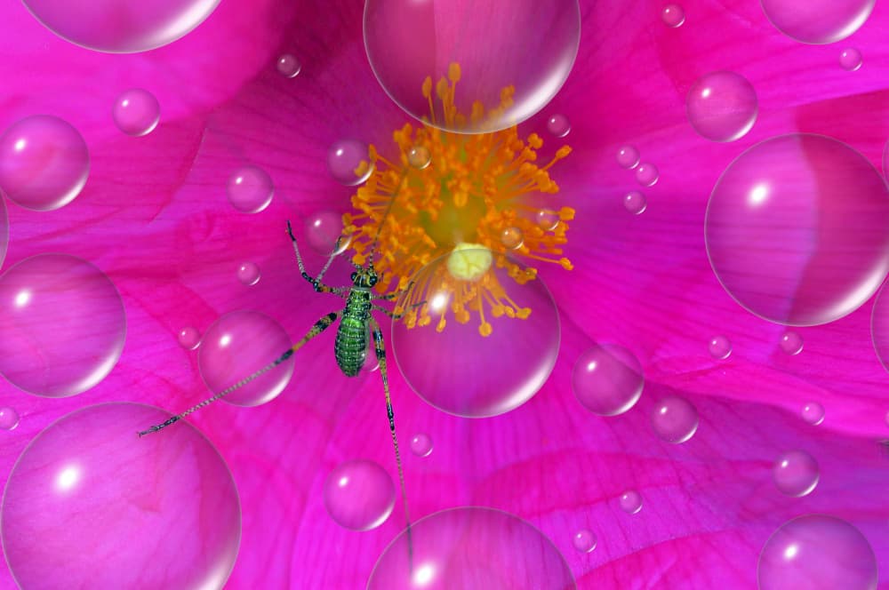 Green Insect Dewy Petals by Thierry Dufour — canvas wall art