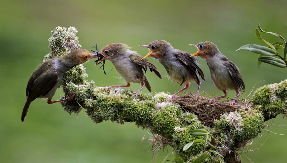 Feeding Baby Birds by Angela Muliani Hartojo — canvas wall art