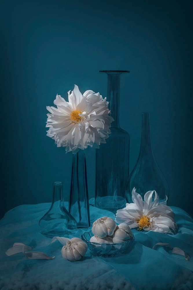 White Dahlia Still Life by Lydia Jacobs — canvas wall art
