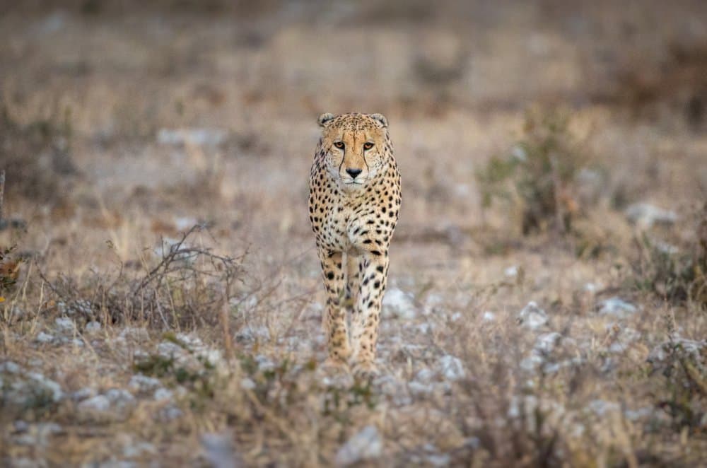Focused Cheetah Stroll by Jaco Marx — canvas wall art