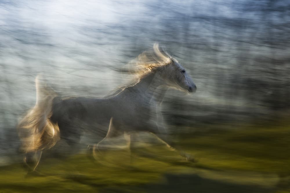 Graceful Horse in Motion by Milan Malovrh — canvas wall art
