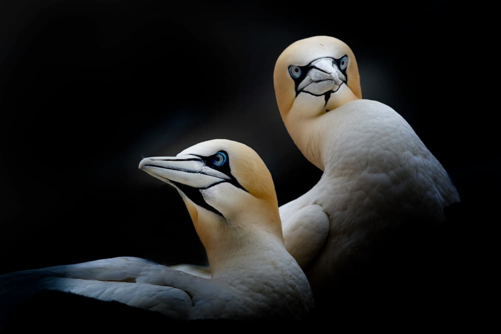 Determined couple by Erik Engström — canvas wall art