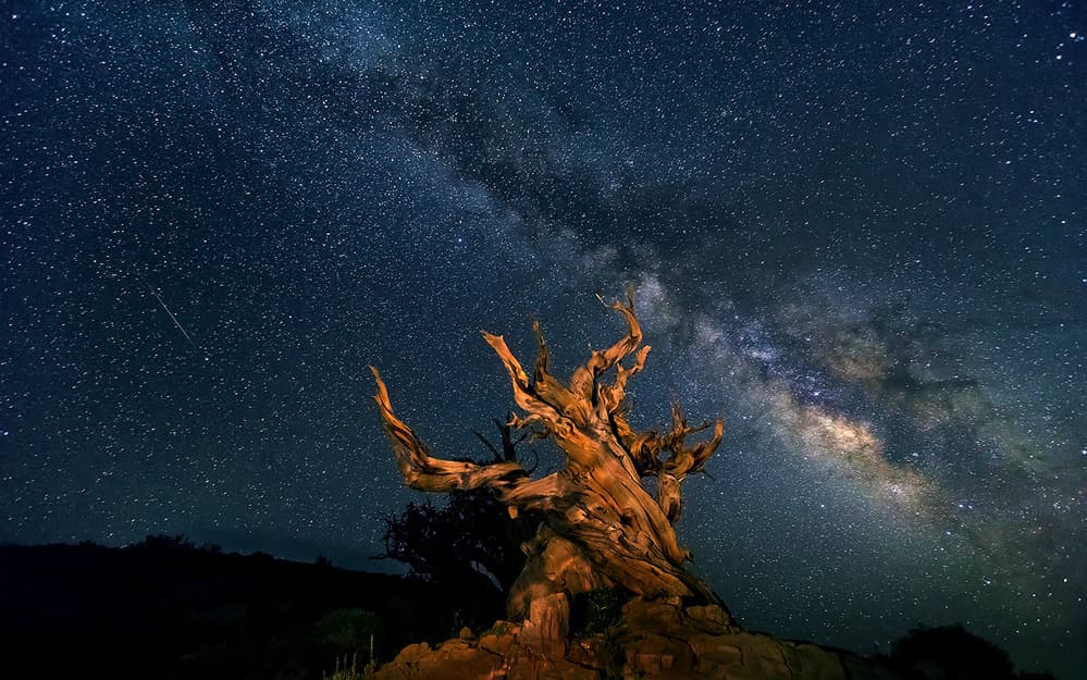 Ancient Tree Milky Way by Hua Zhu — canvas wall art