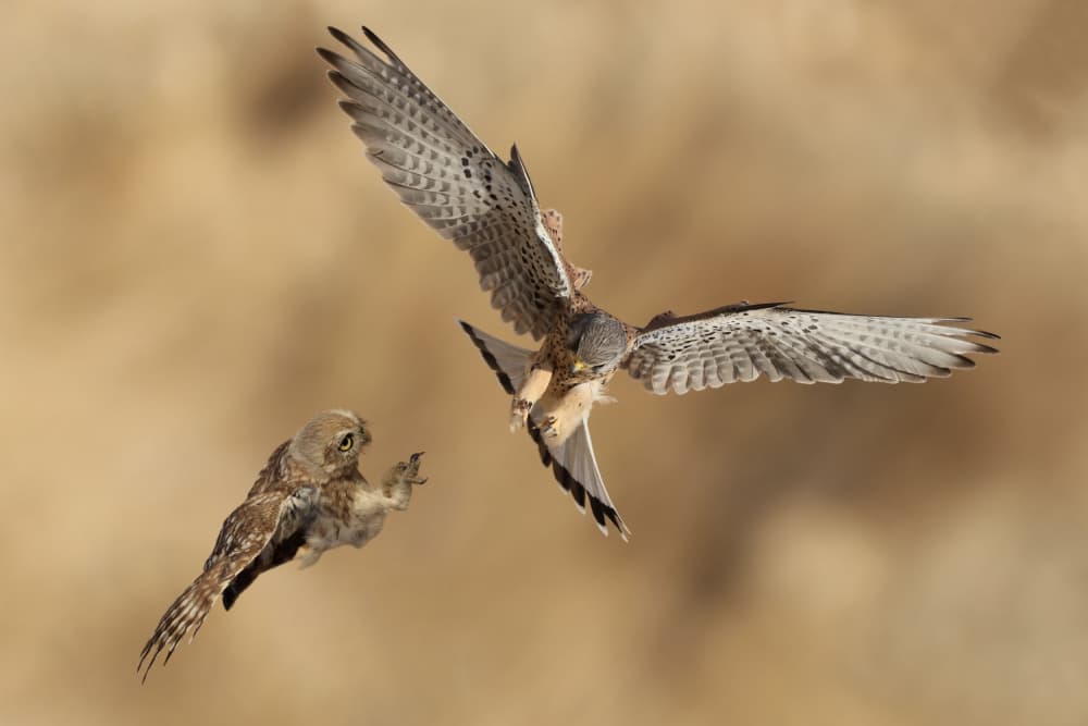 Kestrel Owl Mid-Air Struggle by David Manusevich — canvas wall art