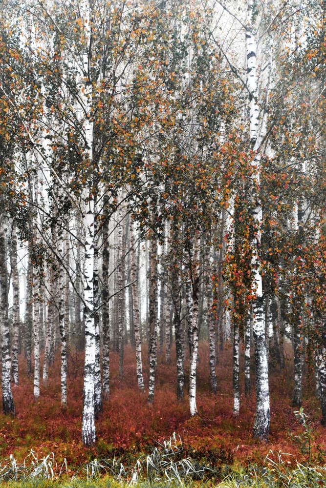 Misty Birch Woods by Christina Sillen — canvas wall art