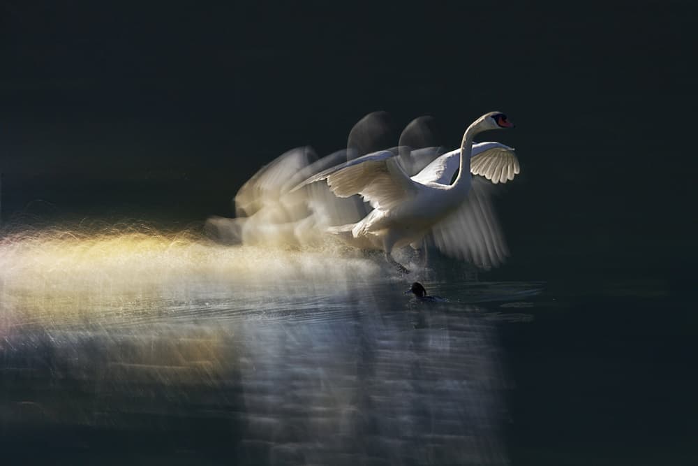 Dynamic Swan Takeoff by Milan Malovrh — canvas wall art