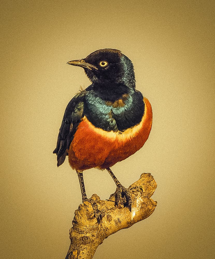 Vibrant African Starling by Hamza Qarooni — canvas wall art