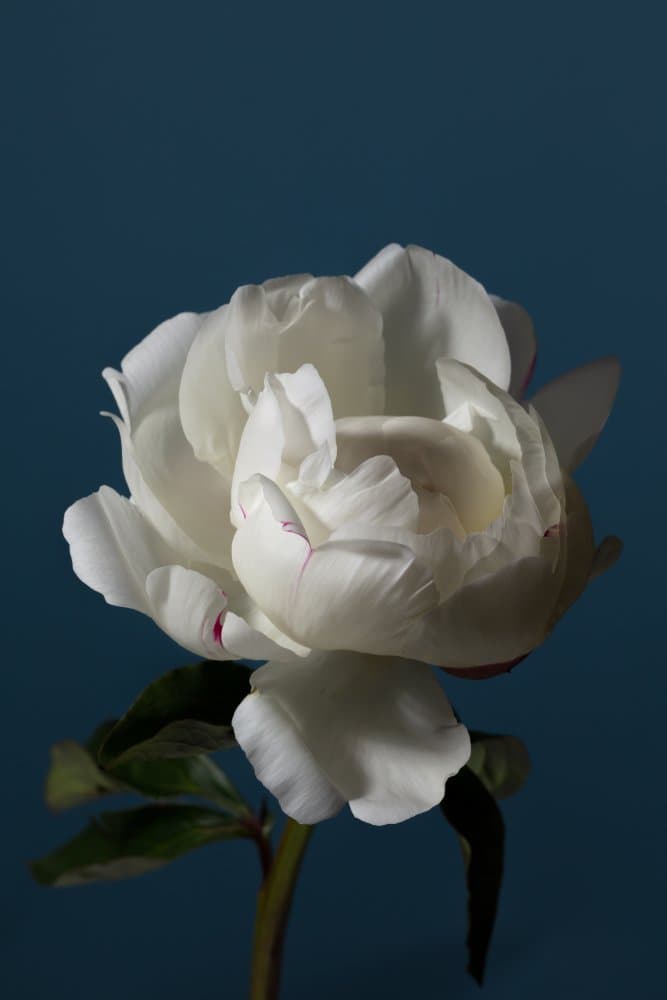White Peony Bloom by Pictufy Studio III — canvas wall art