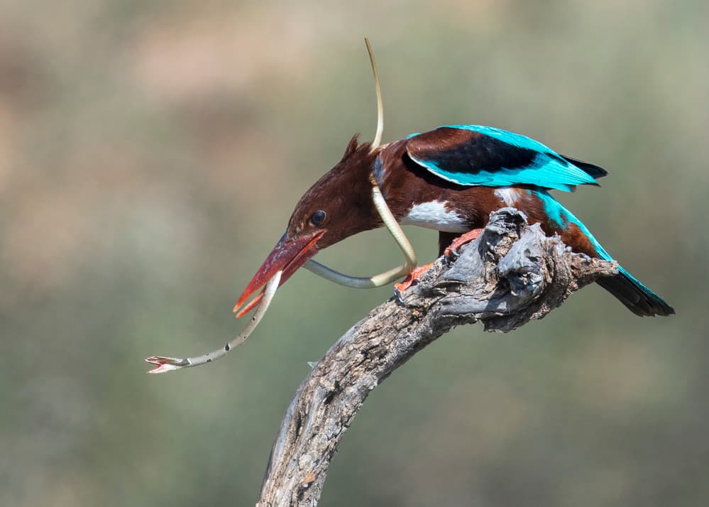 Kingfisher Eating Snake by Eyal Amer — canvas wall art