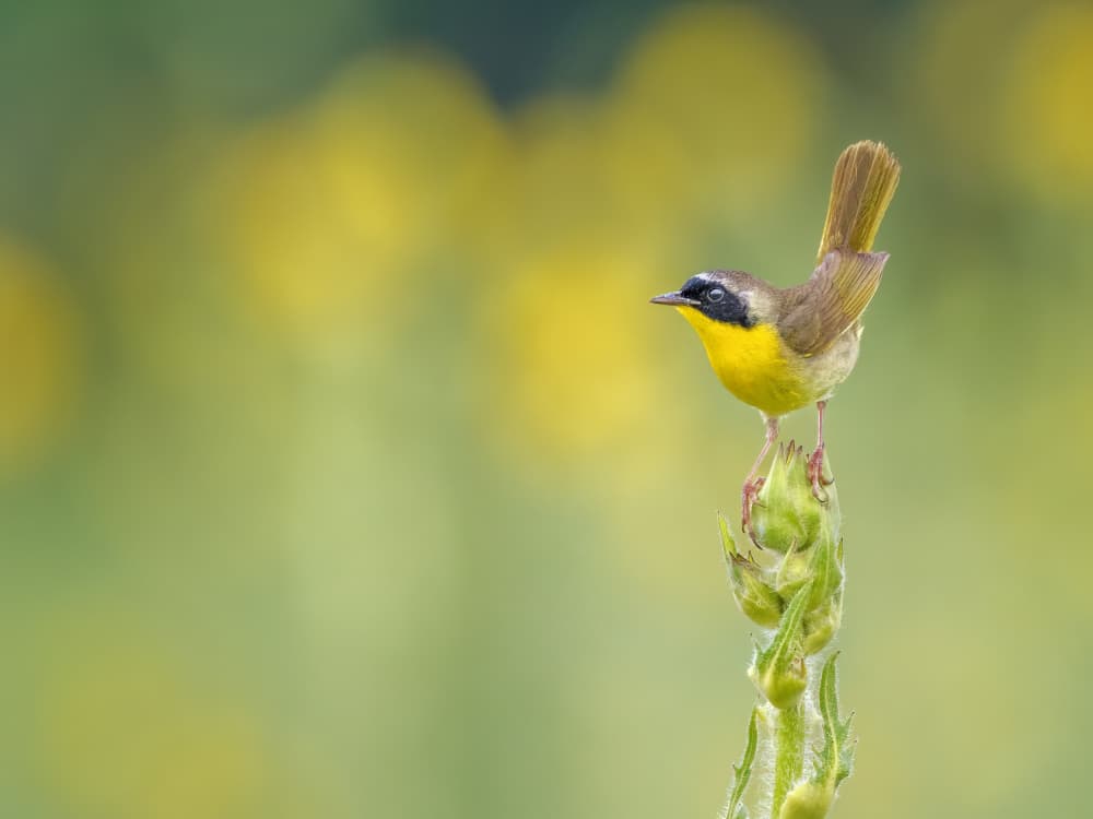Vibrant Yellowthroat Perched by Jacob (Jian) Xu — canvas wall art