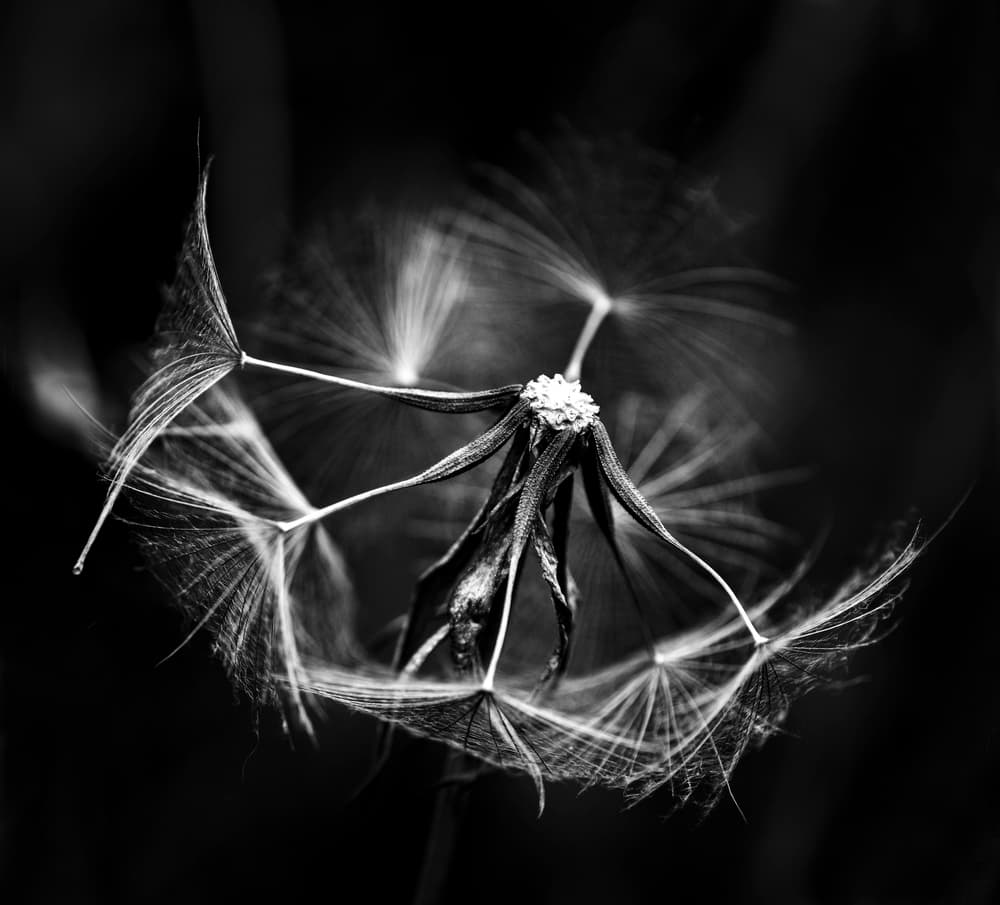 Fragile Dandelion Seed by Greetje van Son — canvas wall art