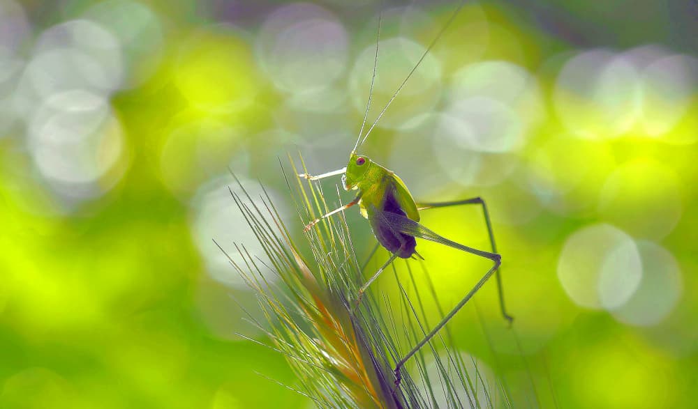 Vibrant Green Grasshopper by Thierry Dufour — canvas wall art