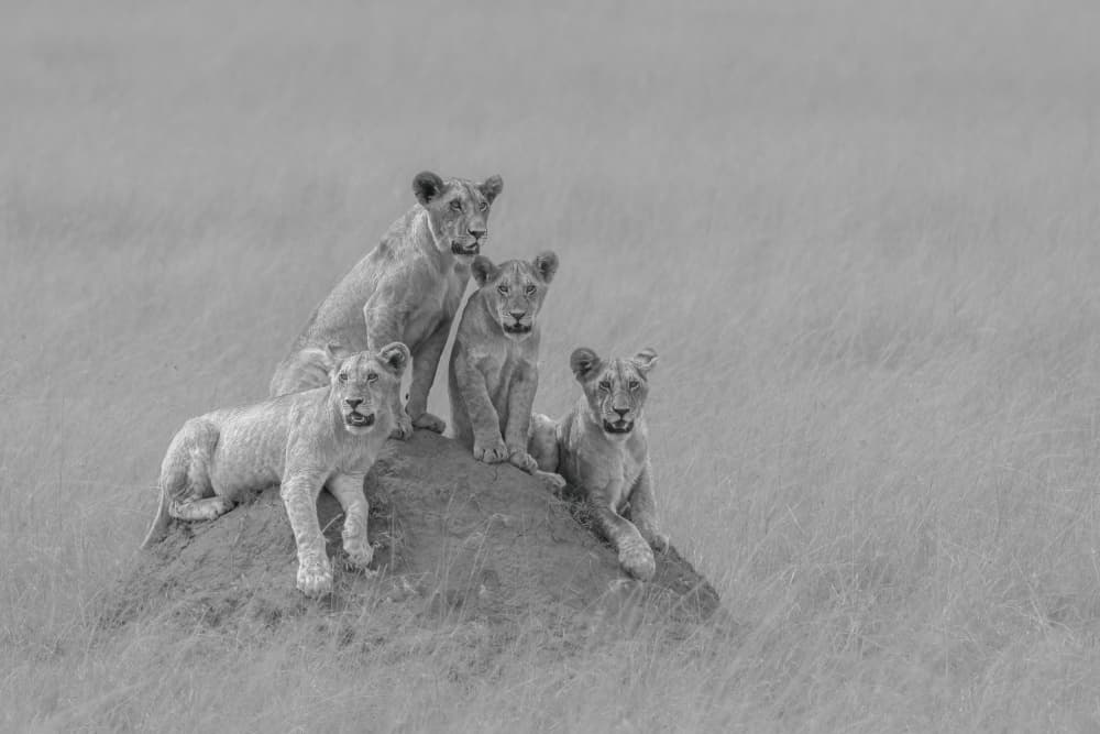 African Lion Pride by Yuan Su — canvas wall art