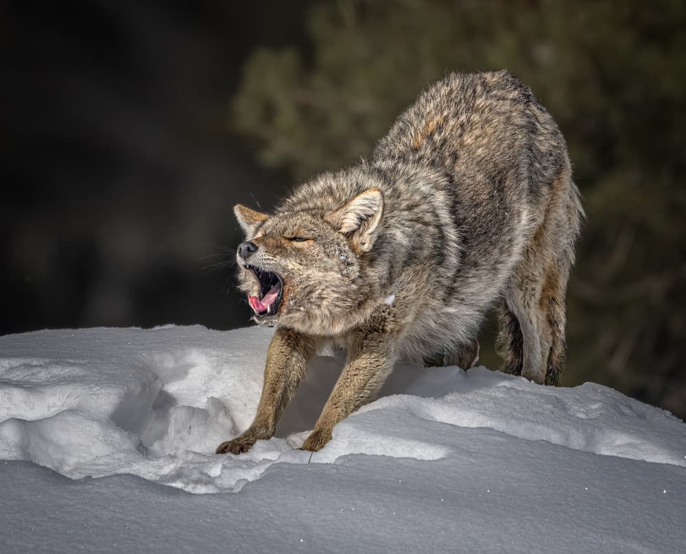 Yawning Winter Coyote by Yuan Su — canvas wall art