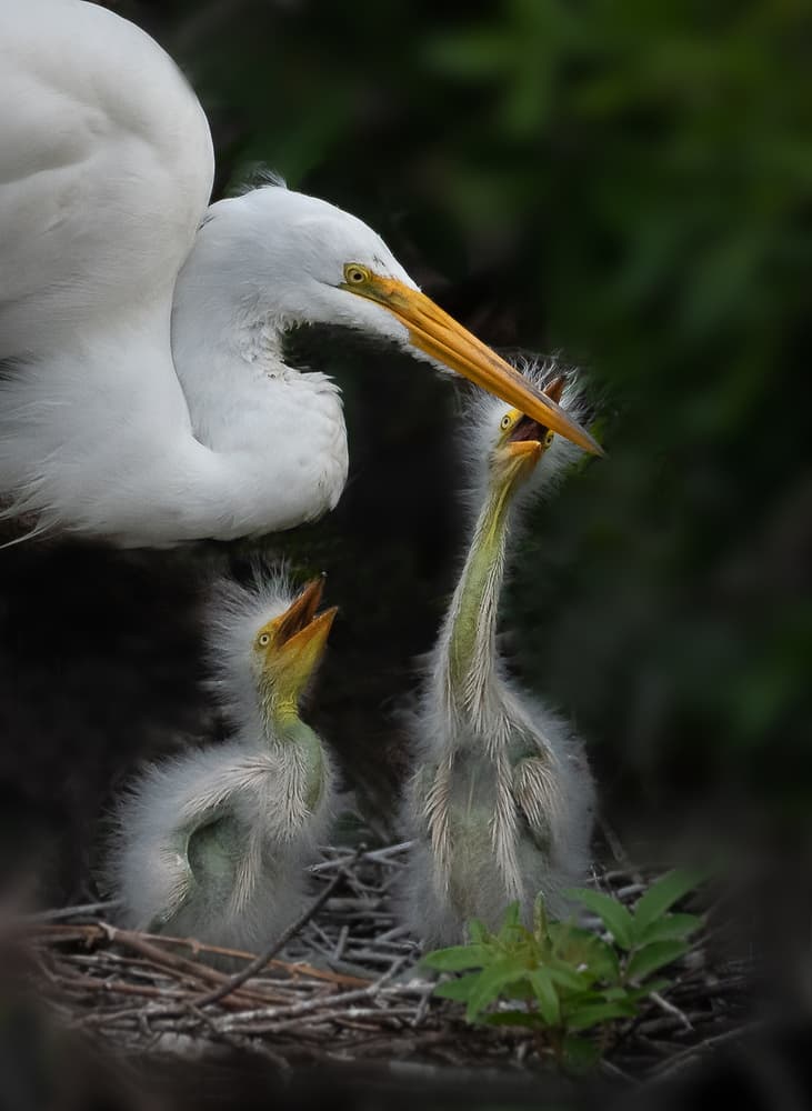 Nurturing Egret Family by Liwen Tao — canvas wall art