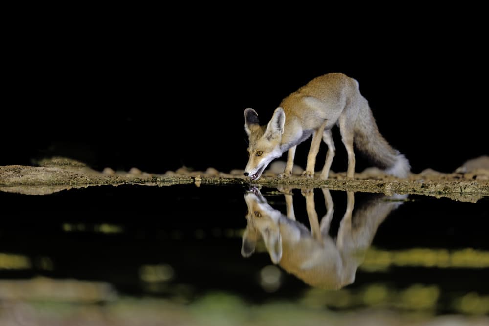 Night Fox Water Reflection by Shlomo Waldmann — canvas wall art
