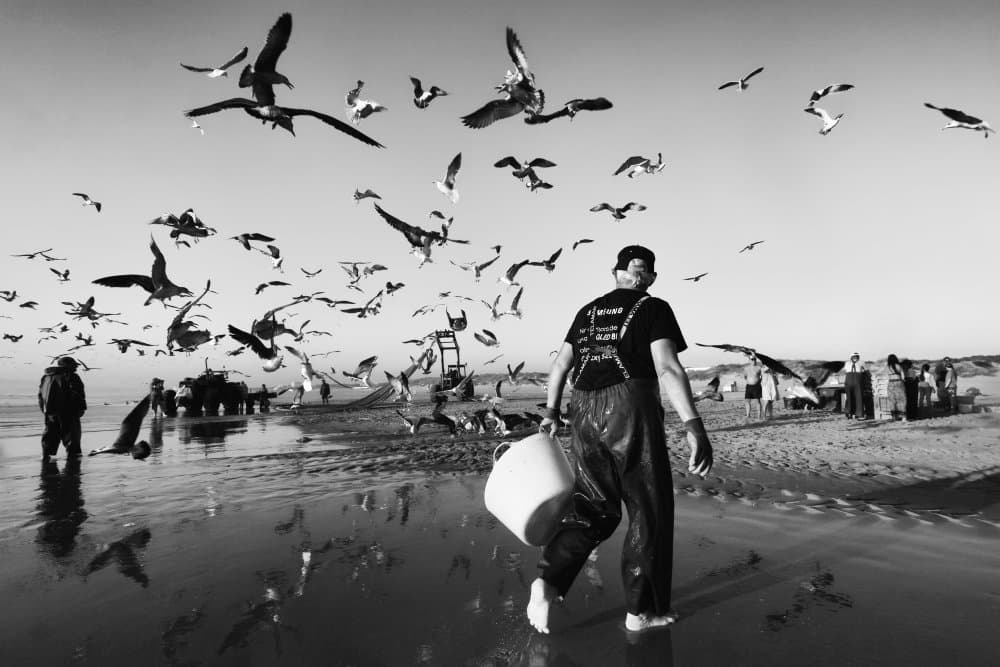 Man Walks Among Gulls by Josefina Melo — canvas wall art