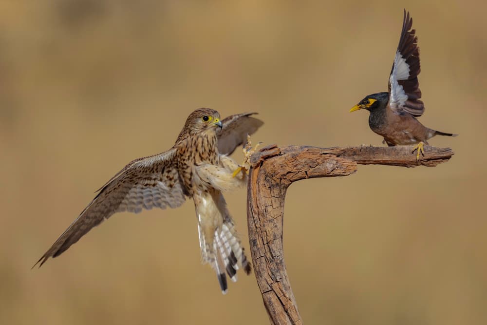 Kestrel and Myna Standoff by David Manusevich — canvas wall art