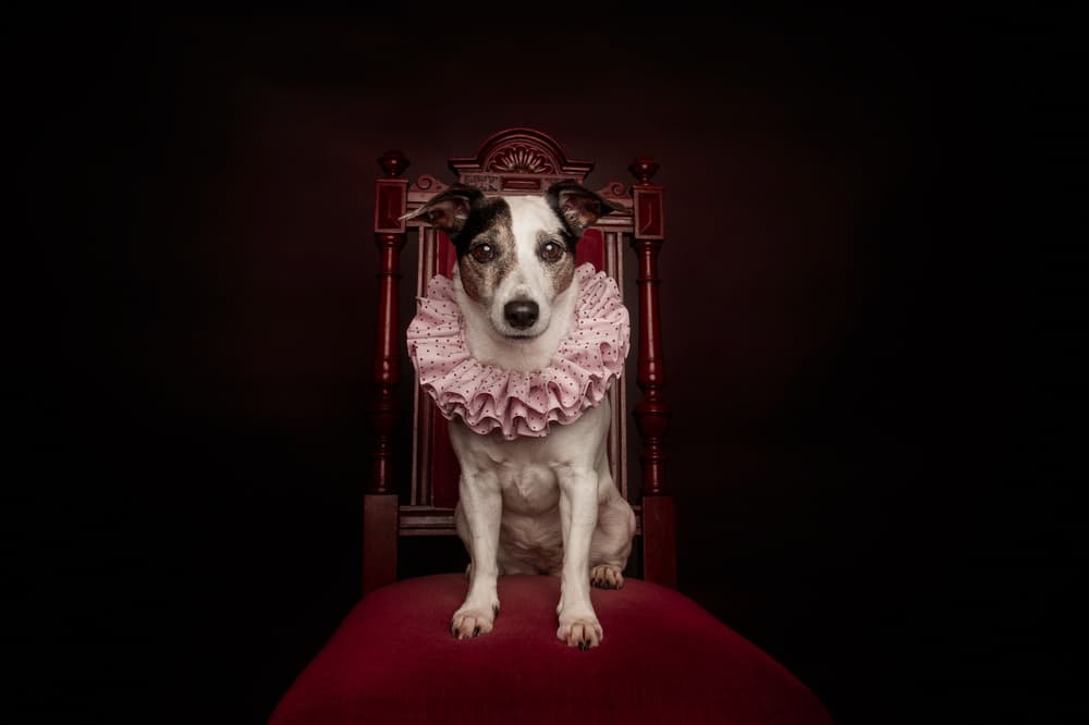 The Queen by Heike Willers — canvas wall art