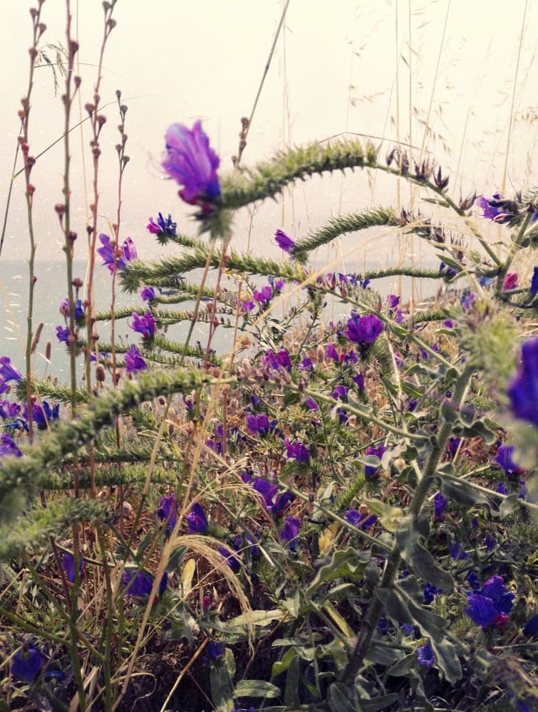Purple Bloom Over Ocean by Angelo Cerantola — canvas wall art