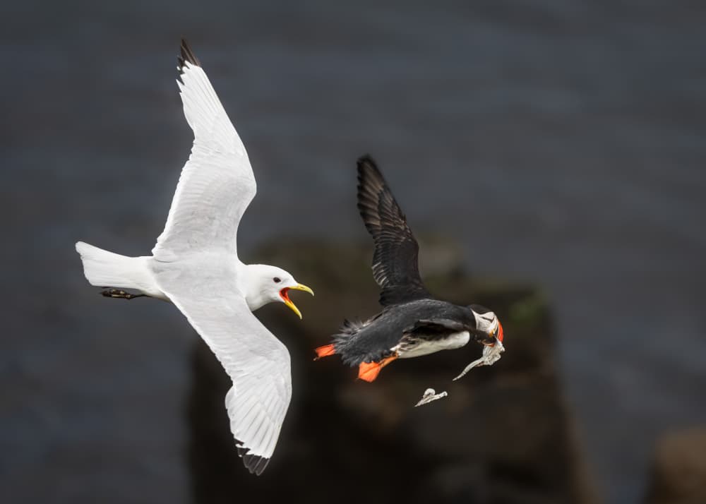 Puffin Seagull Battle by John J. Chen — canvas wall art